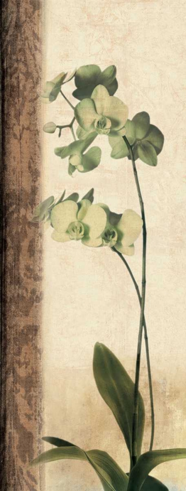 Art Print: Dreamweaver I