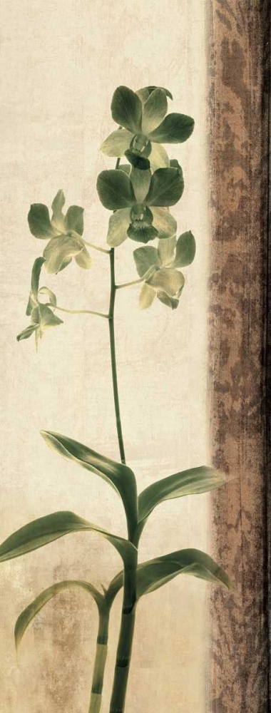 Art Print: Dreamweaver II