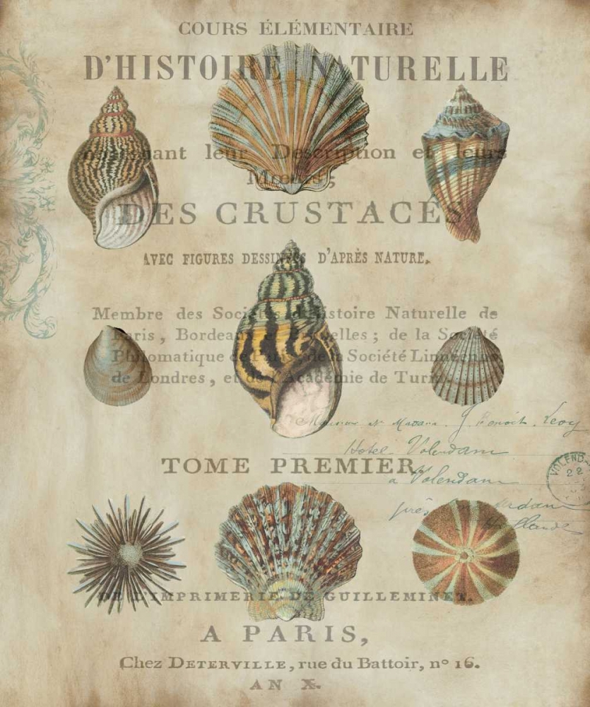 Wall Art Painting id:315859, Name: Shell Collection I, Artist: Devellier, Deborah