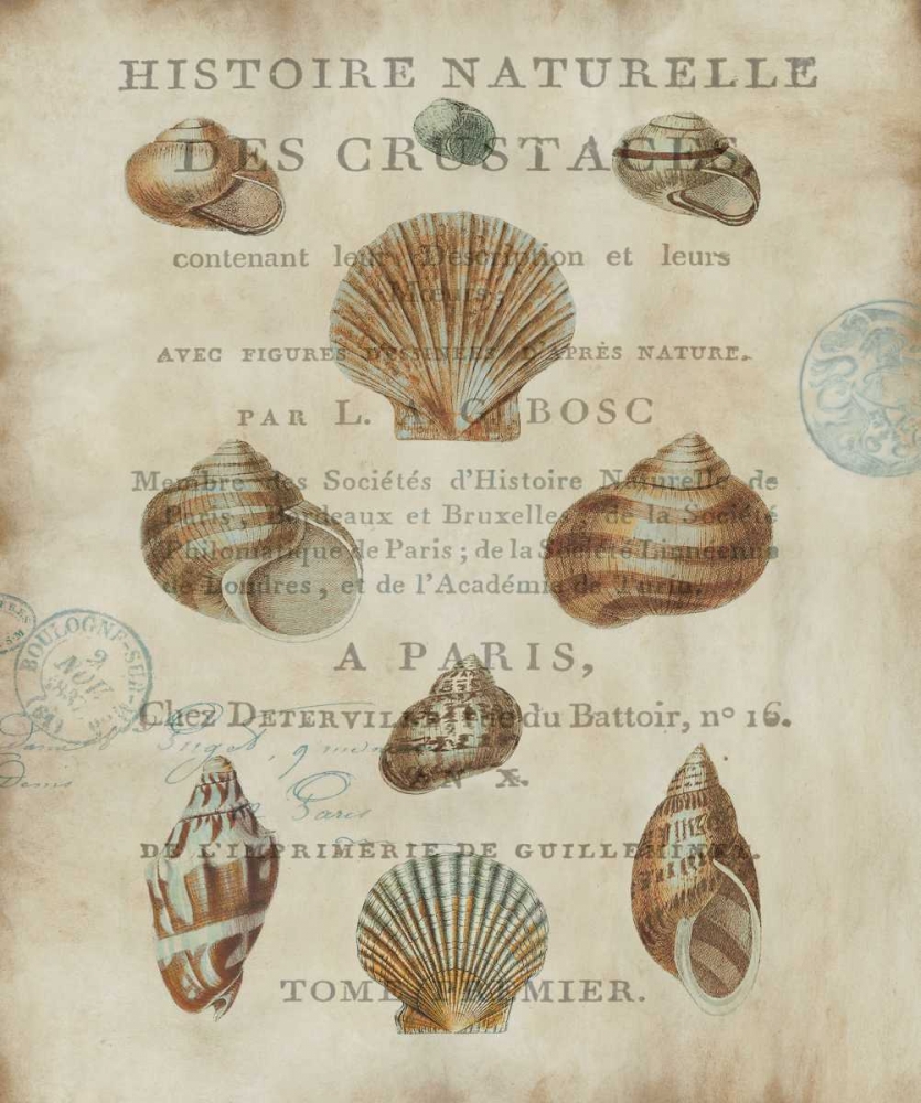 Wall Art Painting id:315860, Name: Shell Collection II, Artist: Devellier, Deborah