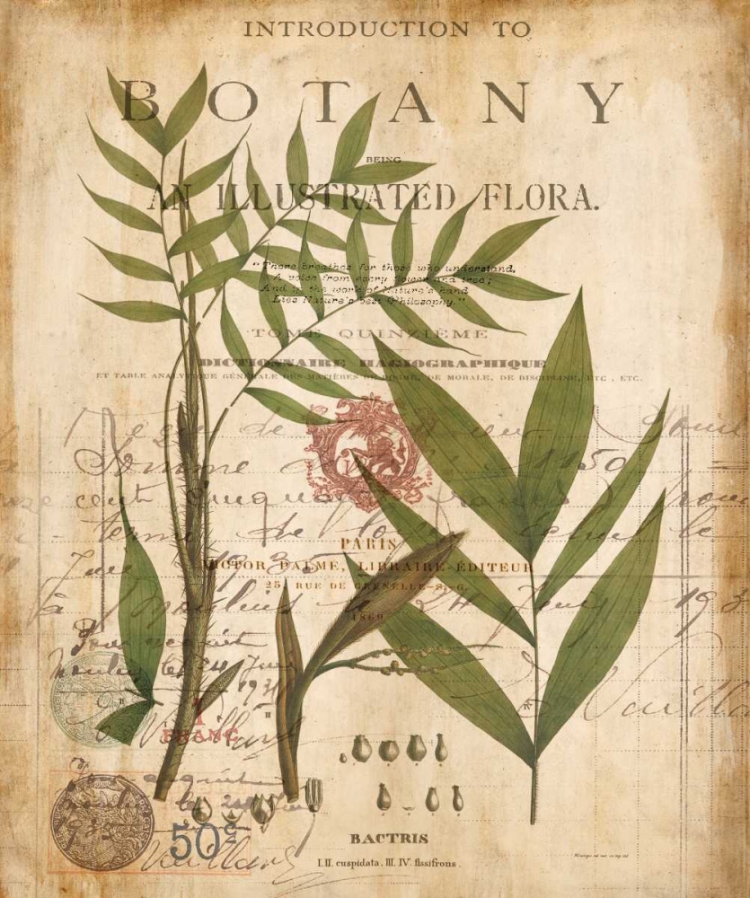 Wall Art Painting id:315862, Name: Palm Study II, Artist: Devellier, Deborah