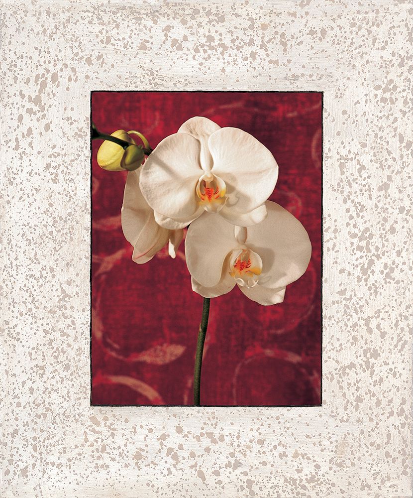 Wall Art Painting id:537714, Name: Orchids, Artist: Seba, John