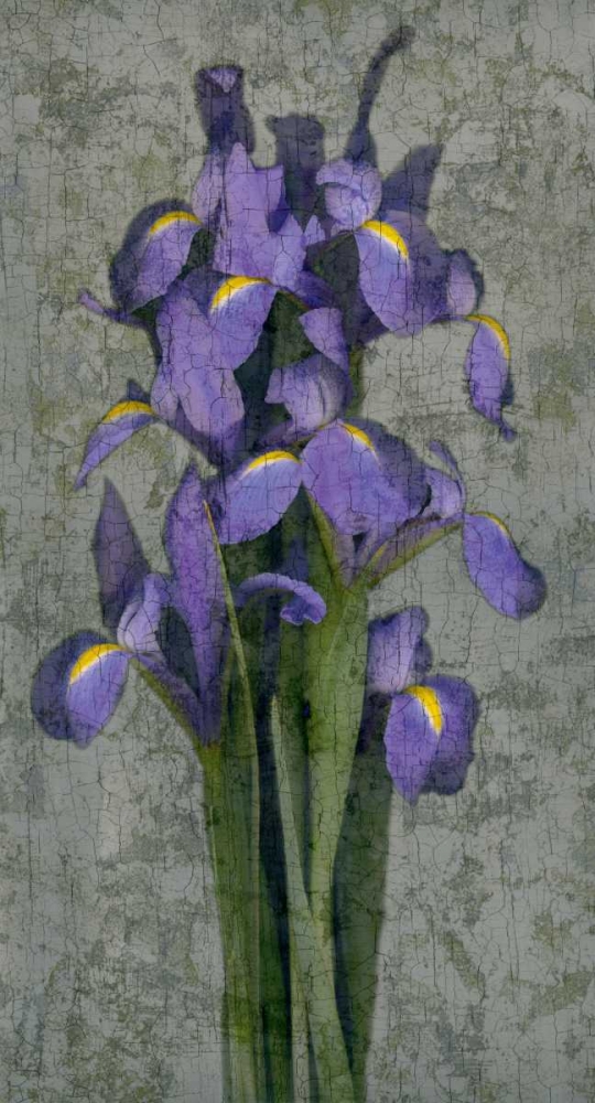 Wall Art Painting id:316322, Name: Purple Iris, Artist: Seba, John