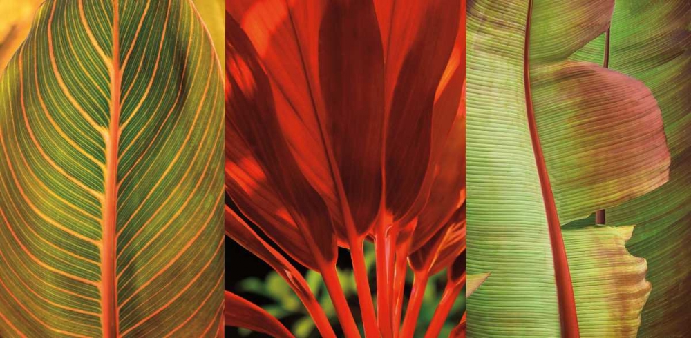 Wall Art Painting id:316401, Name: Tropical Treasure I, Artist: Seba, John