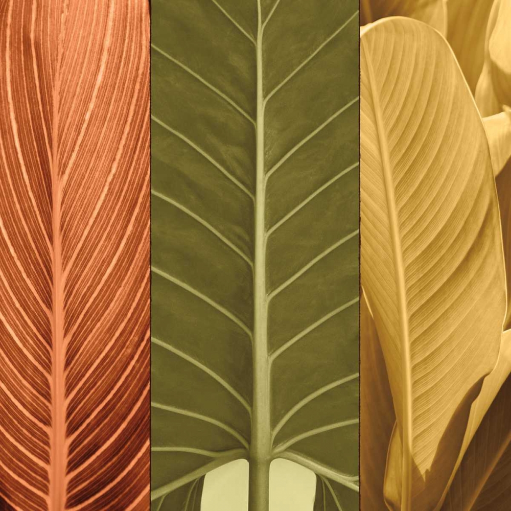 Wall Art Painting id:316403, Name: Tropical Trio I, Artist: Seba, John