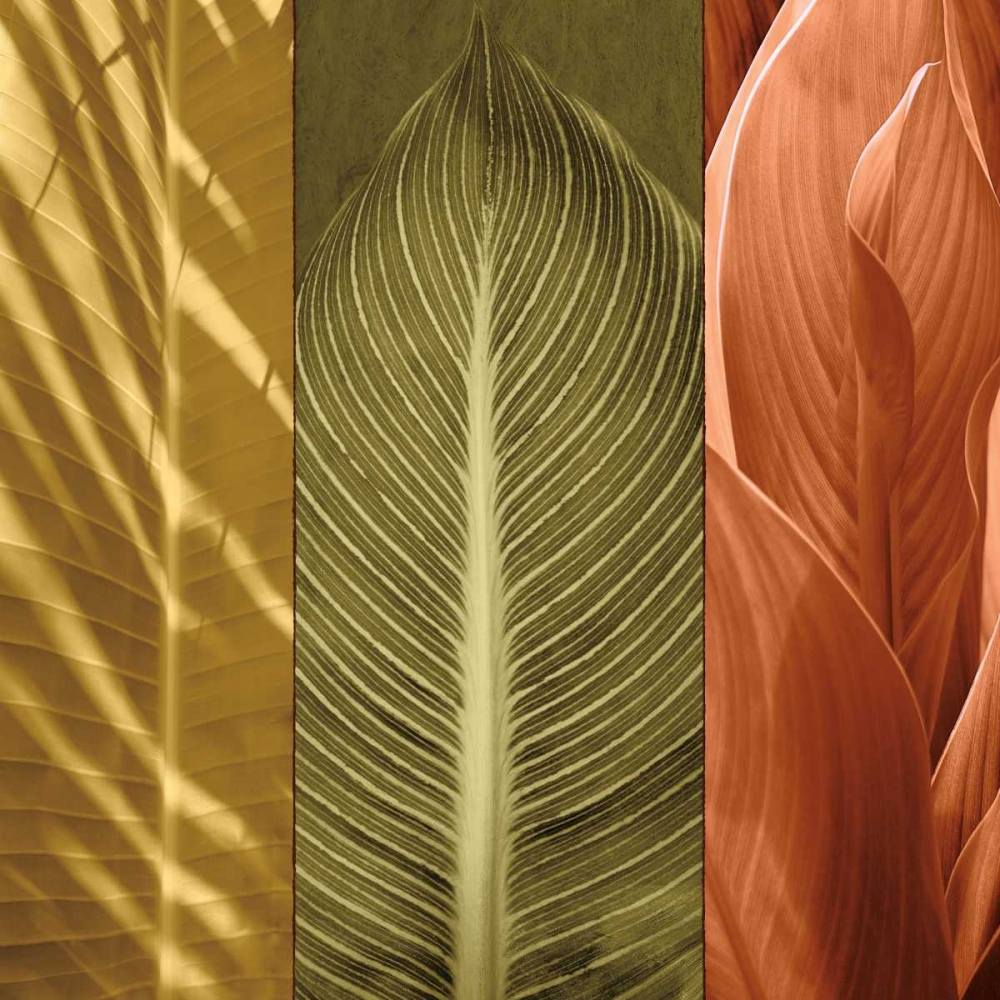 Wall Art Painting id:316404, Name: Tropical Trio II, Artist: Seba, John