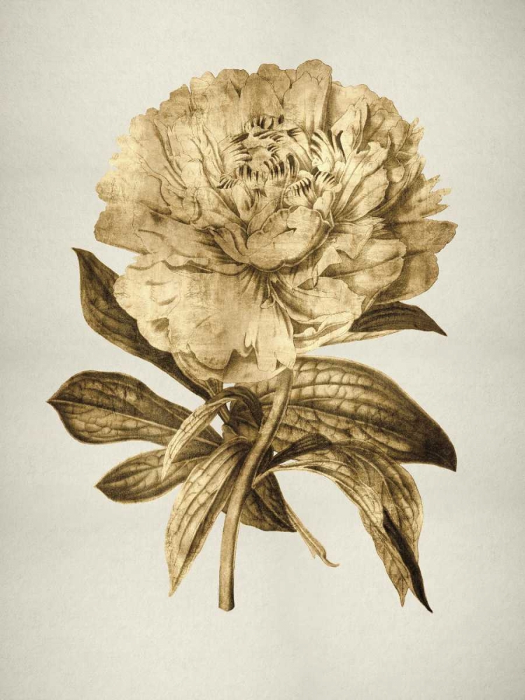 Wall Art Painting id:315050, Name: Gold Tulip II, Artist: Bennett, Kate