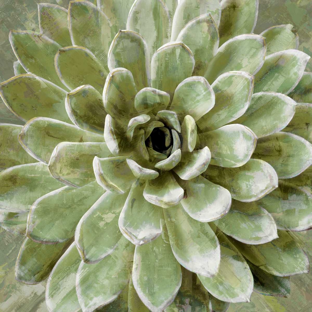 Art Print: Succulent Verde II