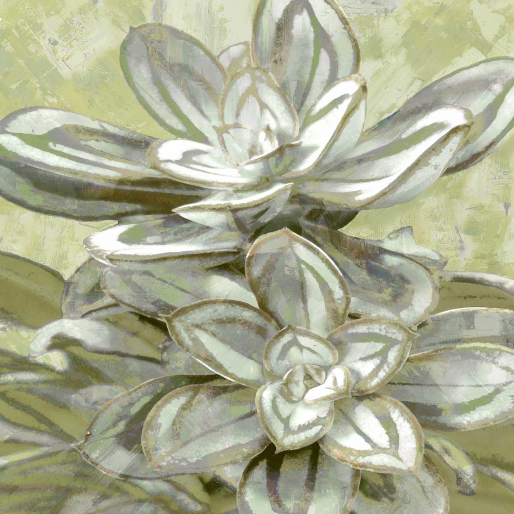 Art Print: Succulent Verde IV