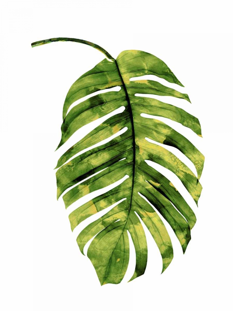 Wall Art Painting id:319085, Name: Palm II, Artist: Miller, Melonie