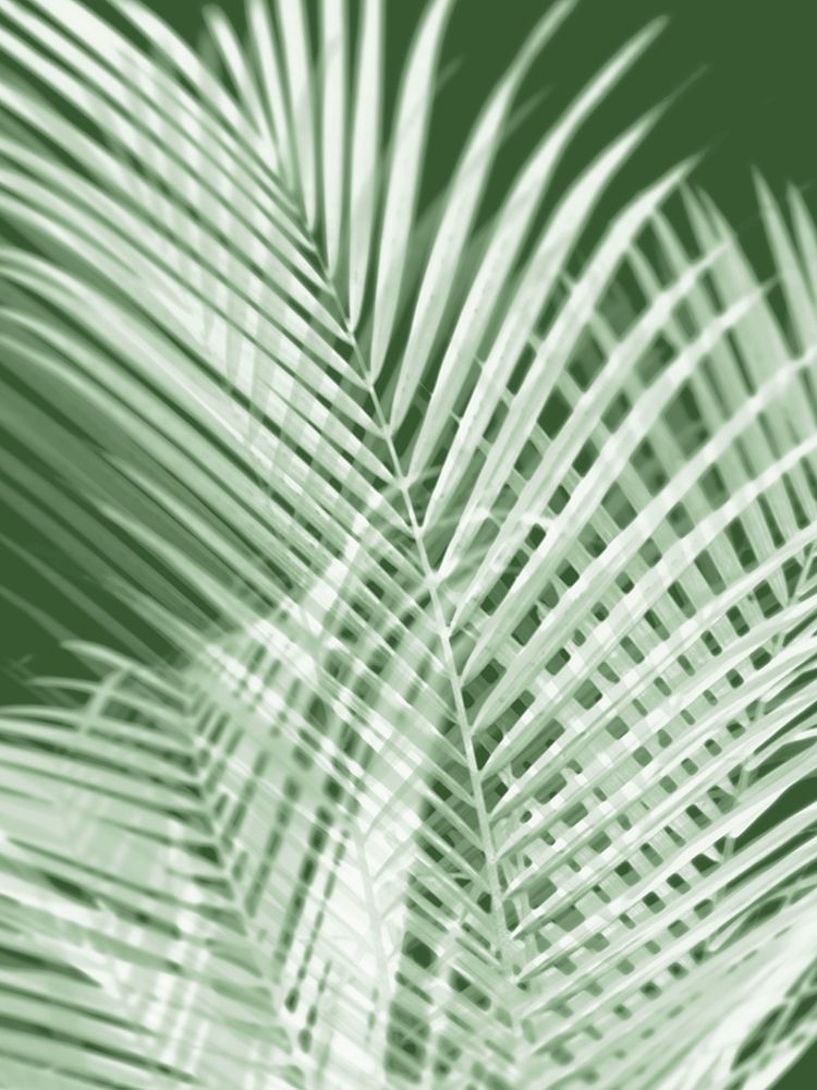 Art Print: Palm Shadows Green I