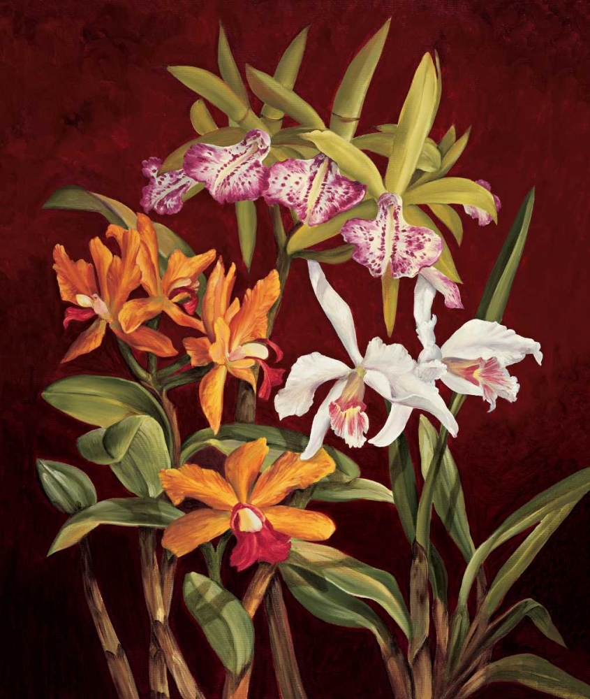 Wall art: Orchid Trio II, by Jimenez, Rodolfo