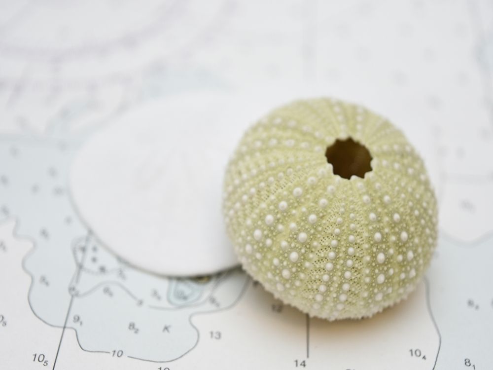 Art Print: Nautical Urchin