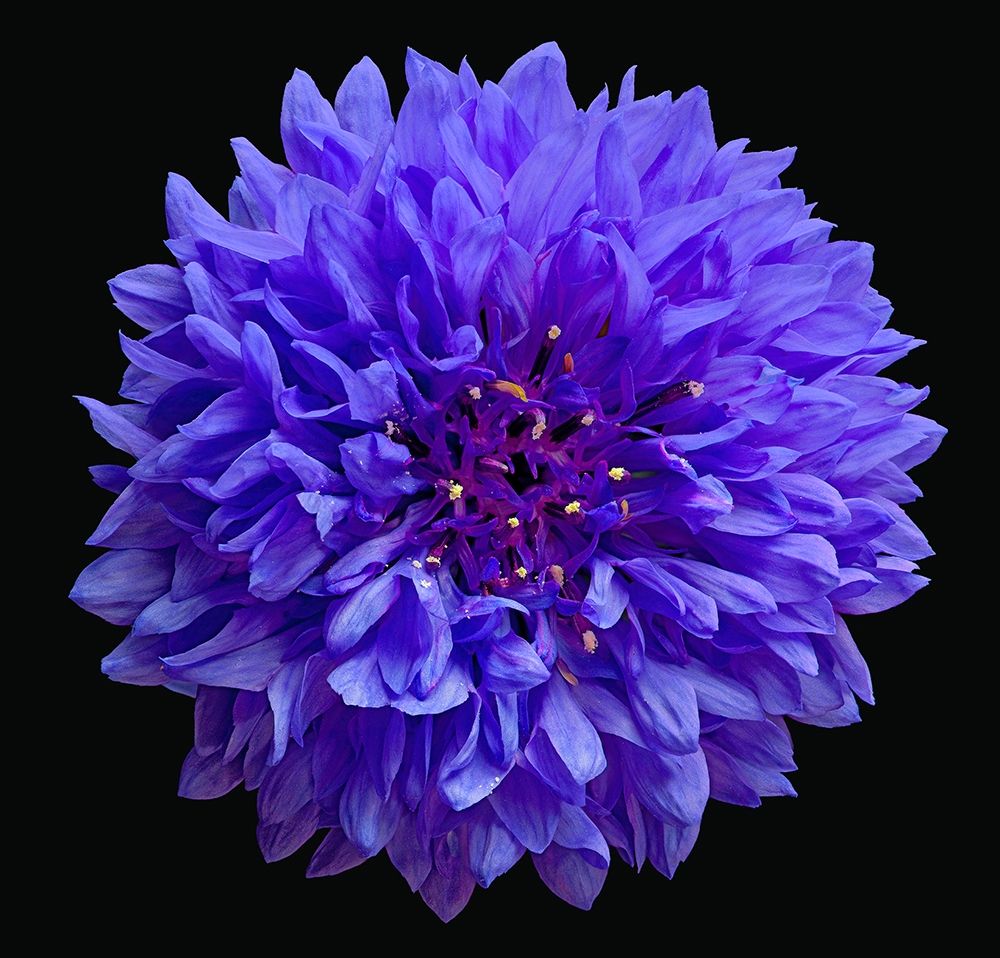 Art Print: Cornflower