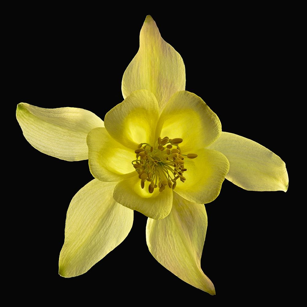 Art Print: Columbine ~ Origami Yellow
