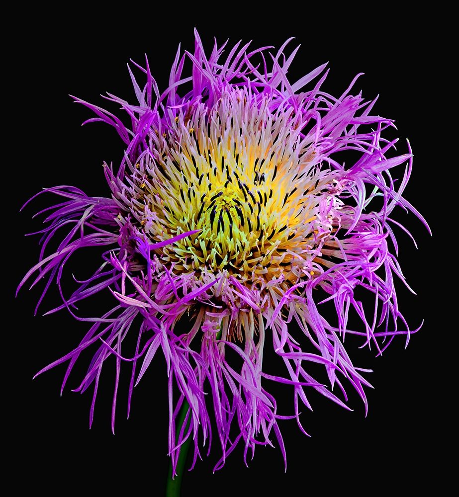 Art Print: Basket Flower