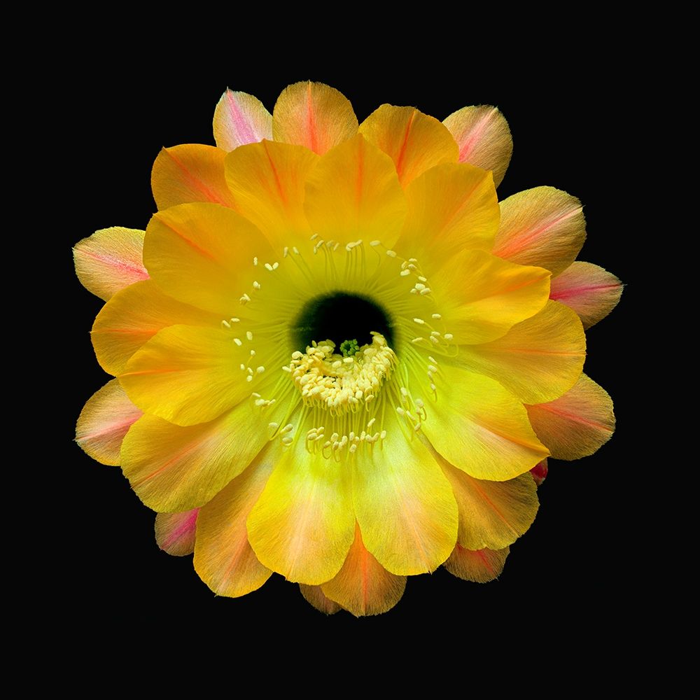 Art Print: Echinopsis Cactus Hybrid - Daydream