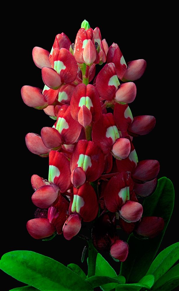 Art Print: Aggie Bluebonnet