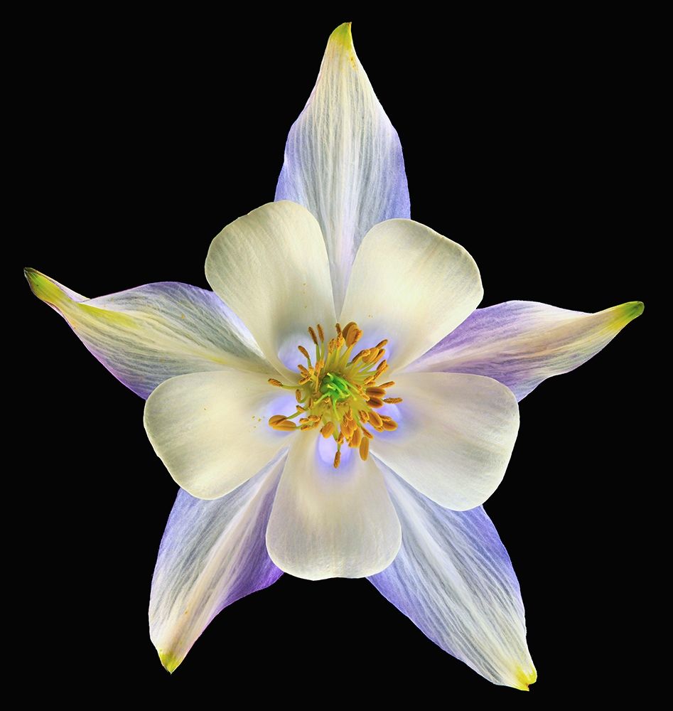 Art Print: Columbine Origami Blue 2