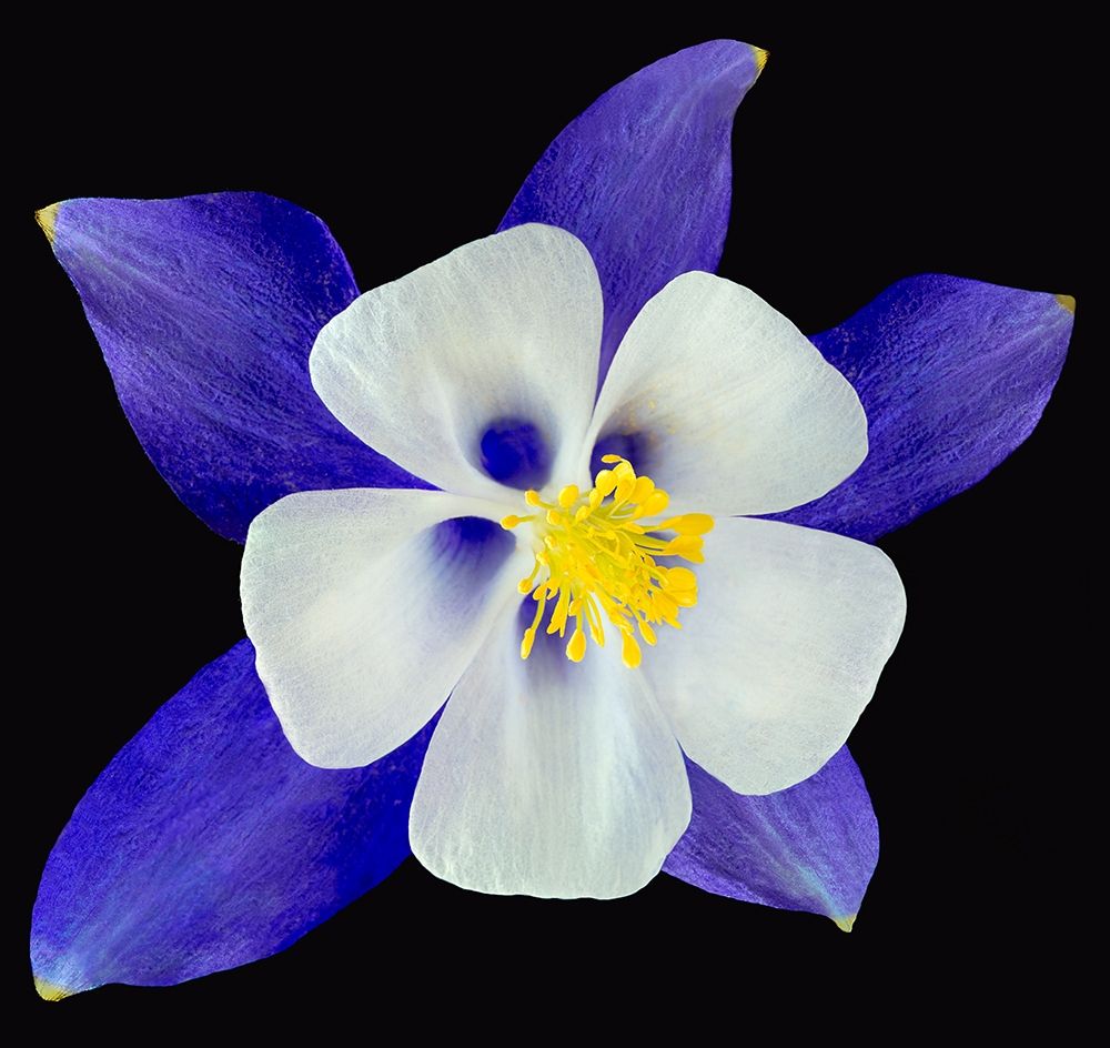 Art Print: Columbine ~ Origami Blue