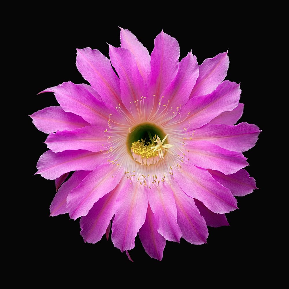 Art Print: Echinopsis Maria Piazza
