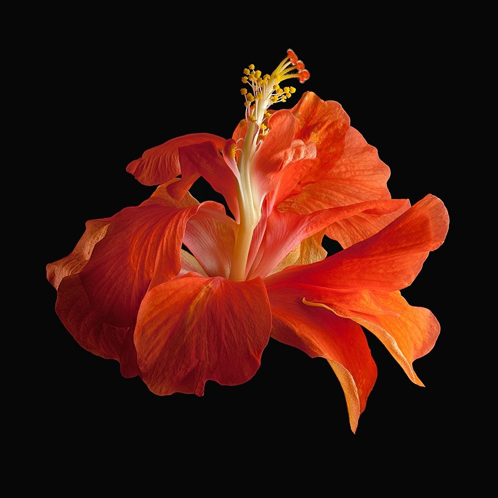Wall art: Tropical Hibiscus ~ Double Orange, by Reynolds, Richard