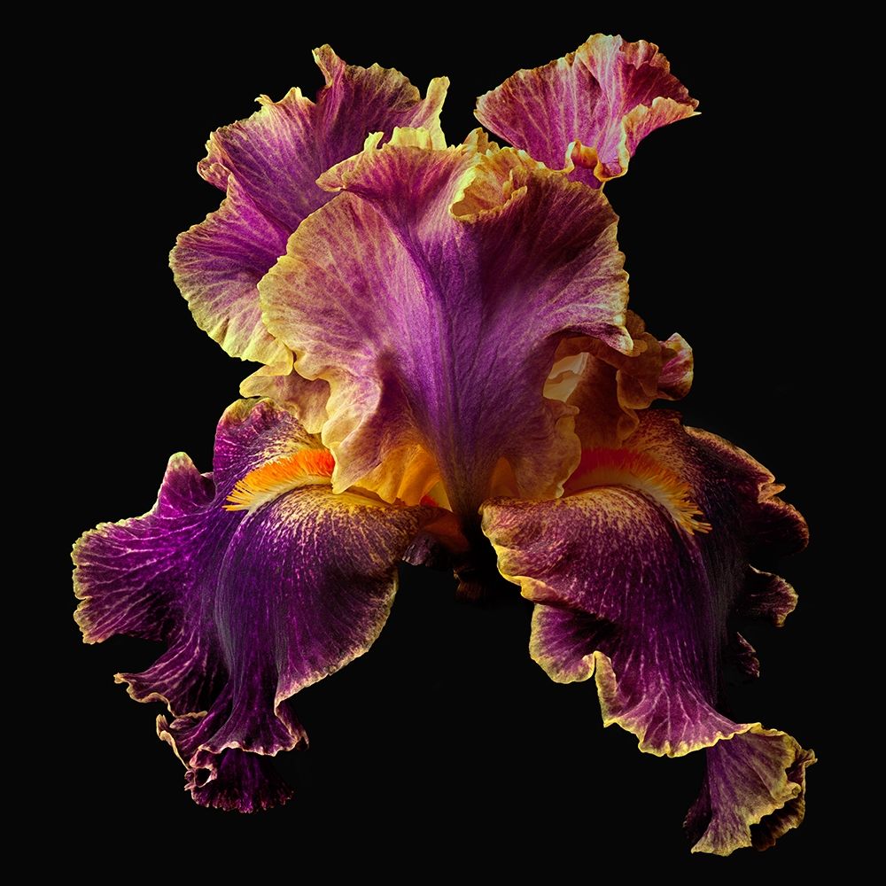 Art Print: Tall Bearded Iris ~ Entangled