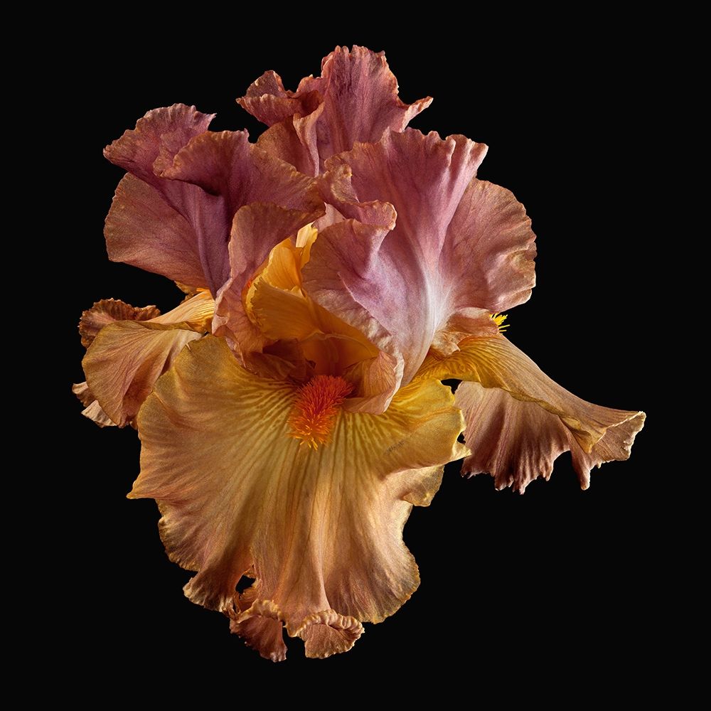 Art Print: Tall Bearded Iris
