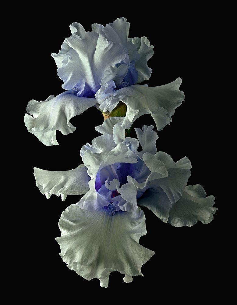 Wall Art Painting id:262908, Name: Tall Bearded Iris - Willamette Mist, Artist: Reynolds, Richard