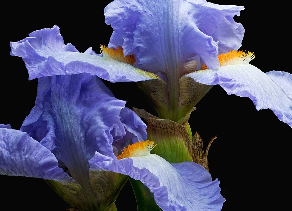 Art Print: Tall Bearded Iris 3