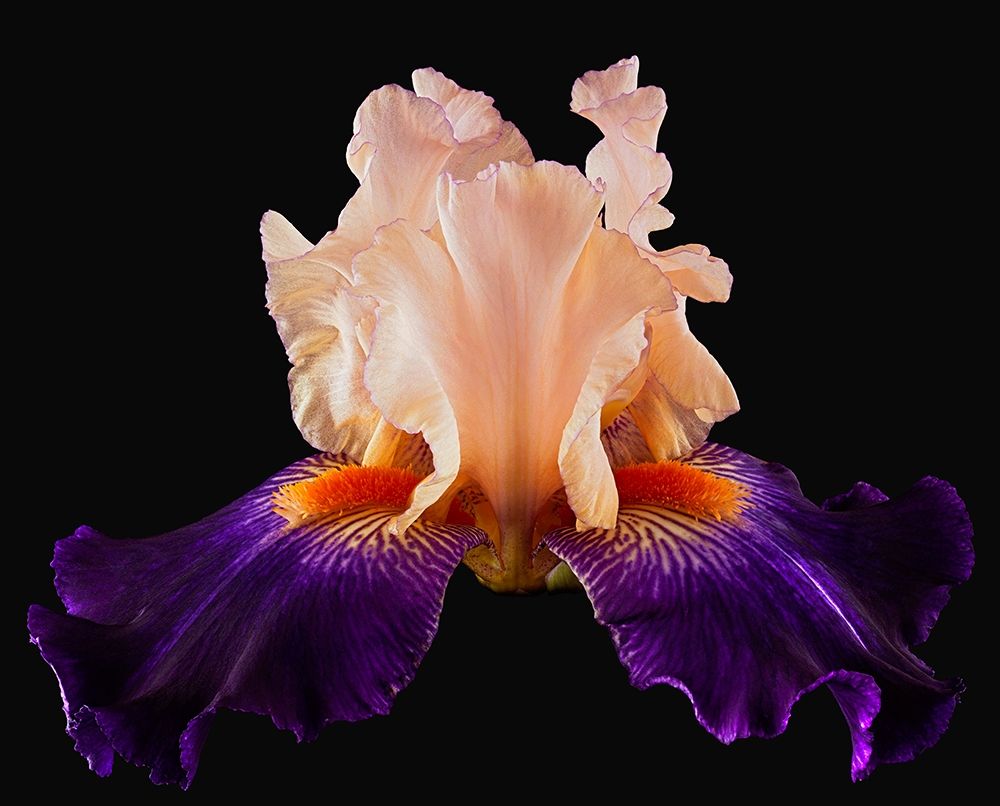Art Print: Tall Bearded Iris Zandra