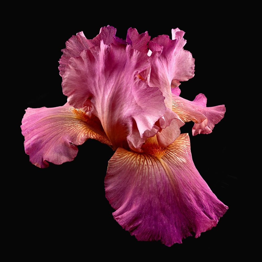 Art Print: Tall Bearded Iris ~ Twice Thrilling