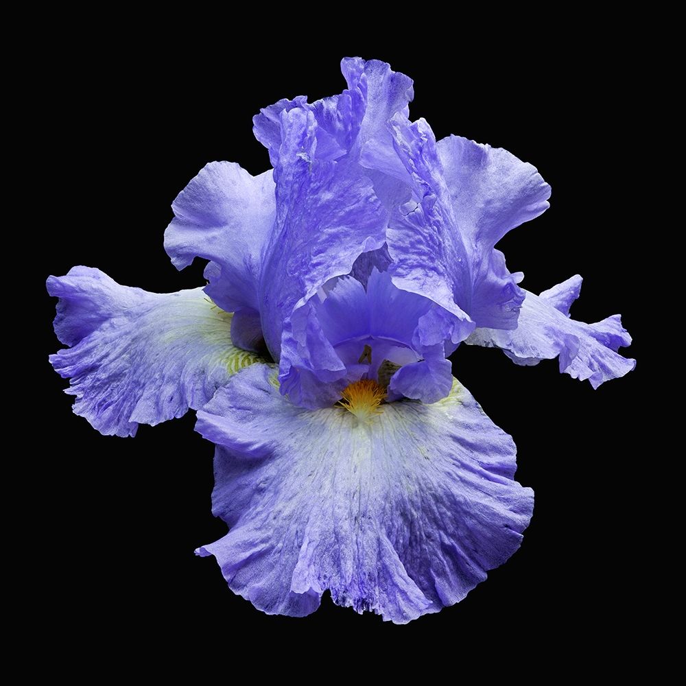 Art Print: Tall Bearded Iris 2
