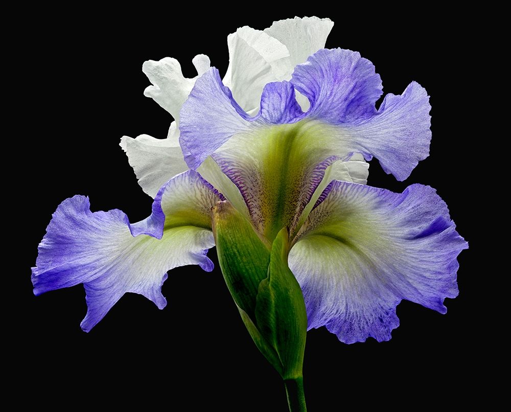 Art Print: Tall Bearded Iris ~ Alizes