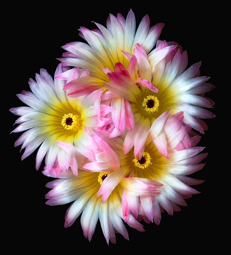 Art Print: Pink Yellow Ball Cactus