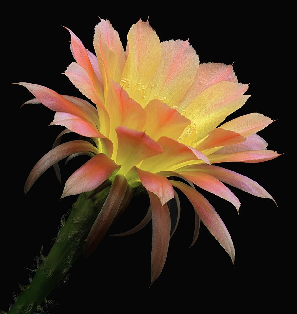 Art Print: Echinopsis Cactus Napea