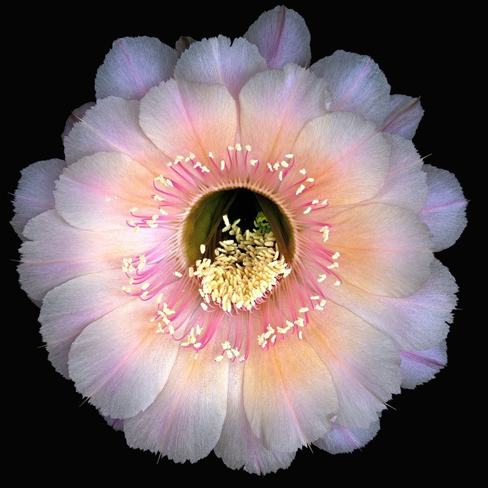 Art Print: Echinopsis Cactus Keepsake