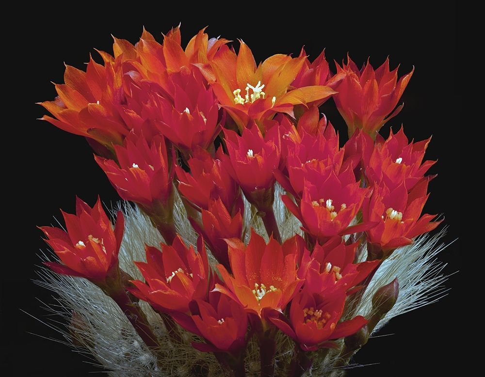 Wall Art Painting id:262899, Name: Rebutia Albipilosa - White-Haired Crown Cactus, Artist: Reynolds, Richard