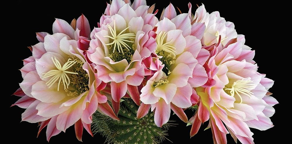 Art Print: Trichocereus Cactus Flying Saucer