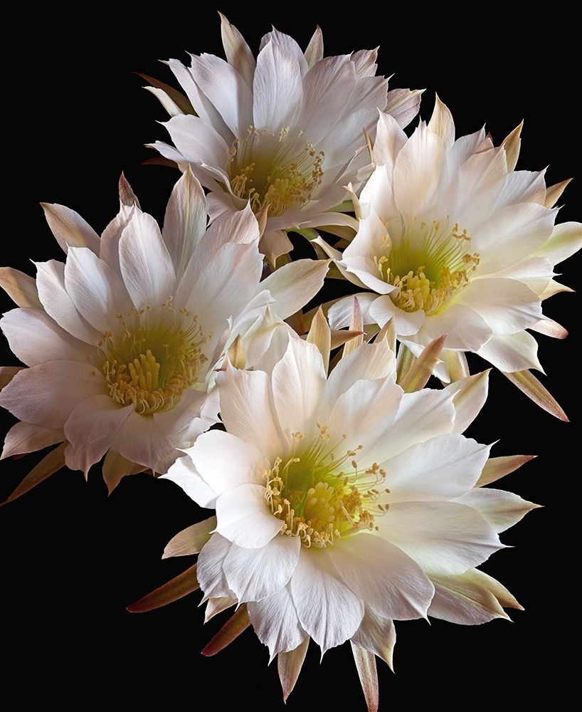 Art Print: Easter Lily Cactus