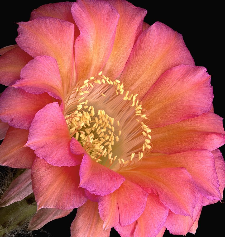 Art Print: Echinopsis Cactus Monet