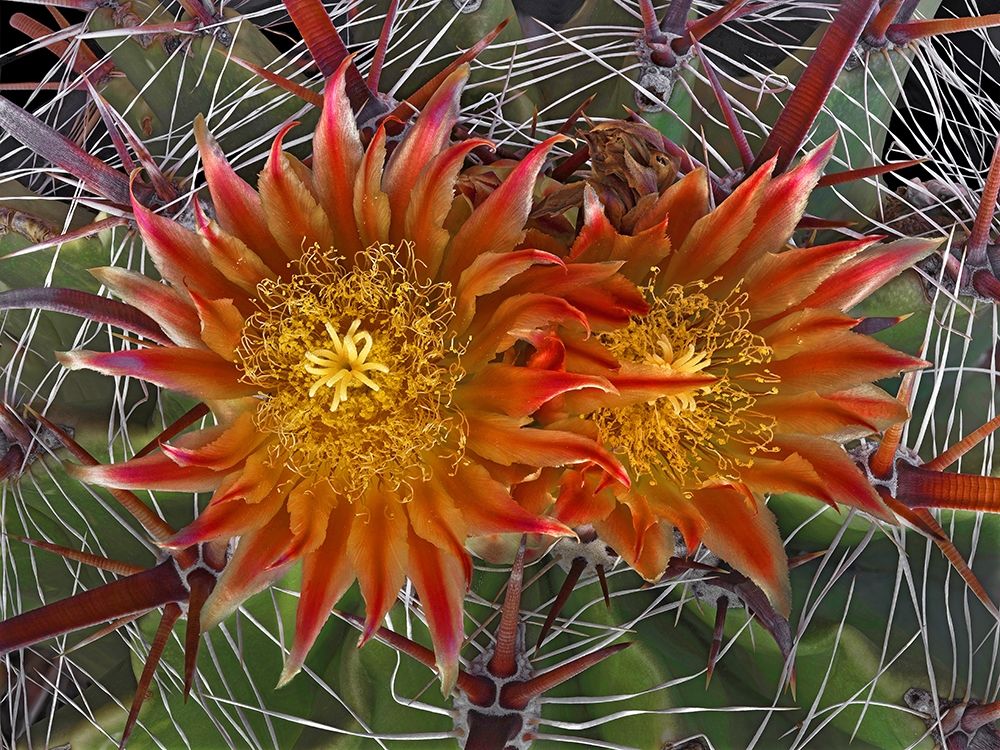 Art Print: Herrerrae