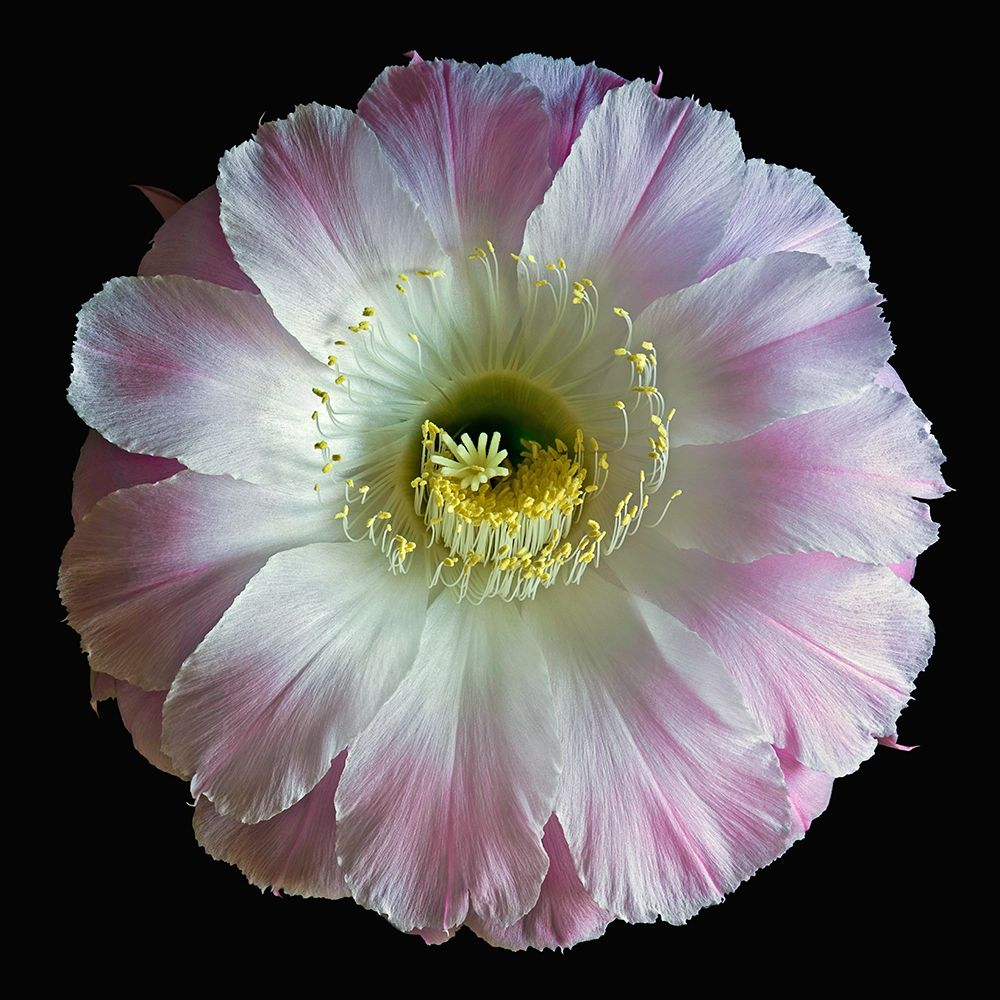 Art Print: Echinopsis Cactus Gossamer