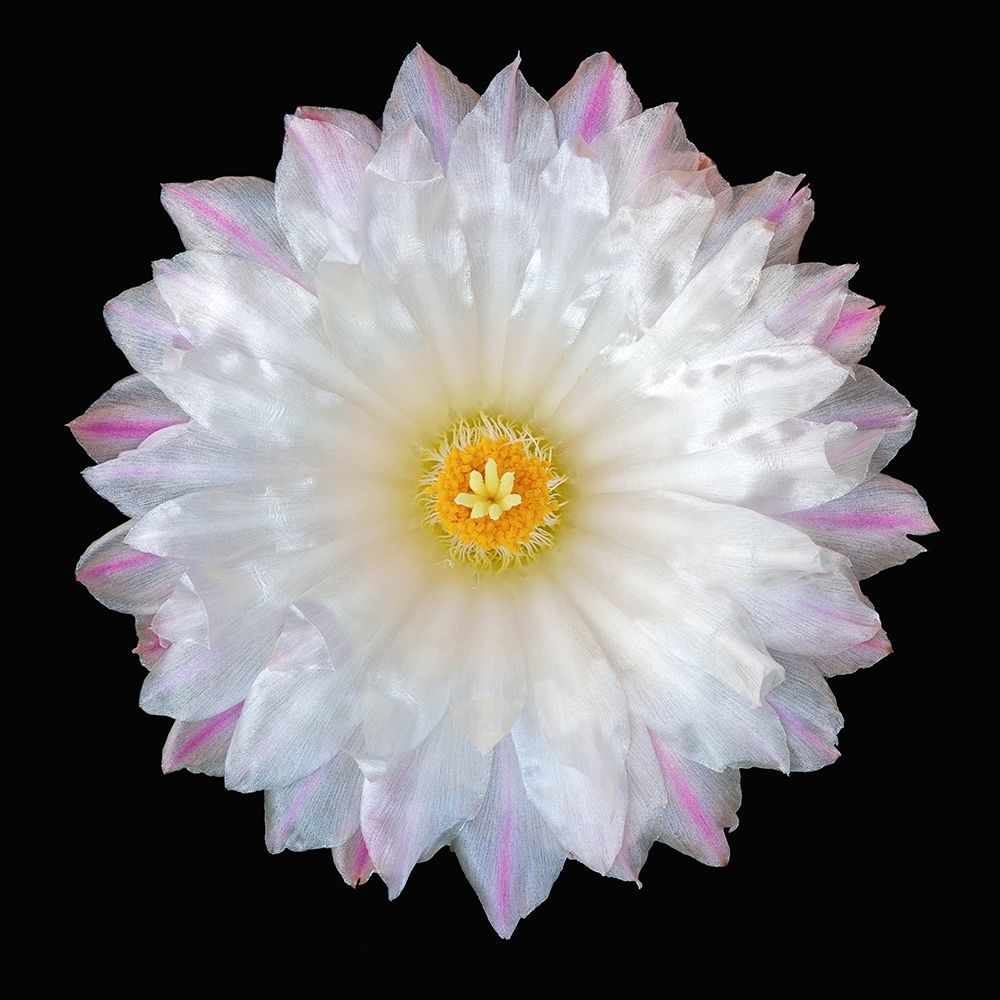 Art Print: Thelocactus Hexaedrophorus