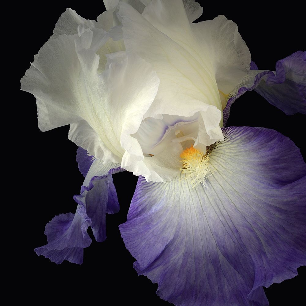 Wall Art Painting id:262915, Name: Tall Bearded Iris 9, Artist: Reynolds, Richard
