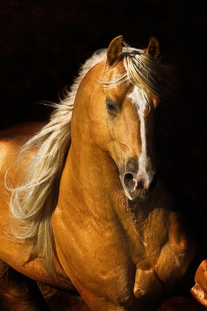 Wall art: Sherrys Boy, by Dawson, Robert