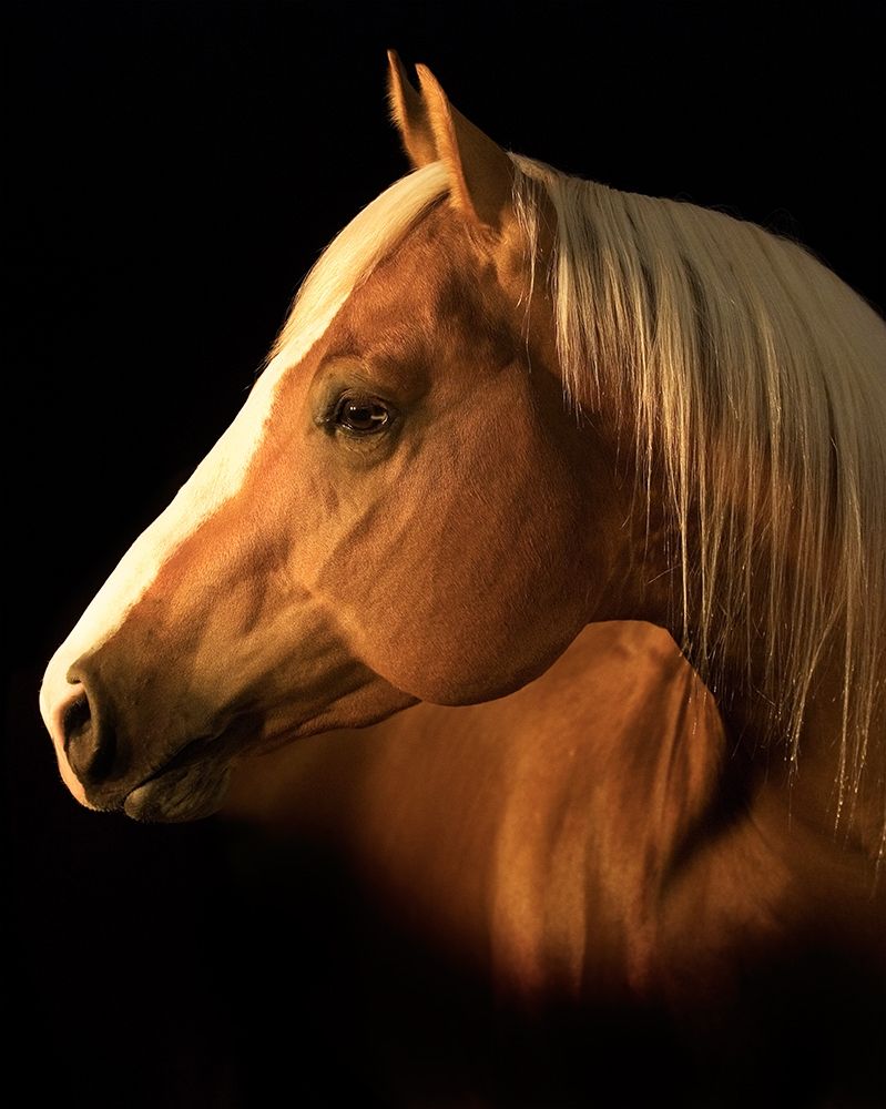 Wall art: Yellow Jersey, by Dawson, Robert