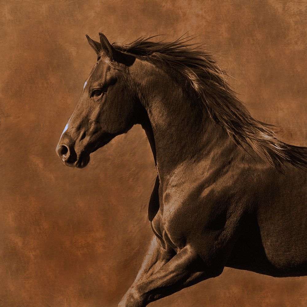 Wall art: Westward Gallop, by Dawson, Robert