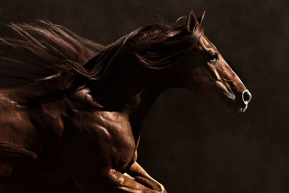 Art Print: Into the Wind