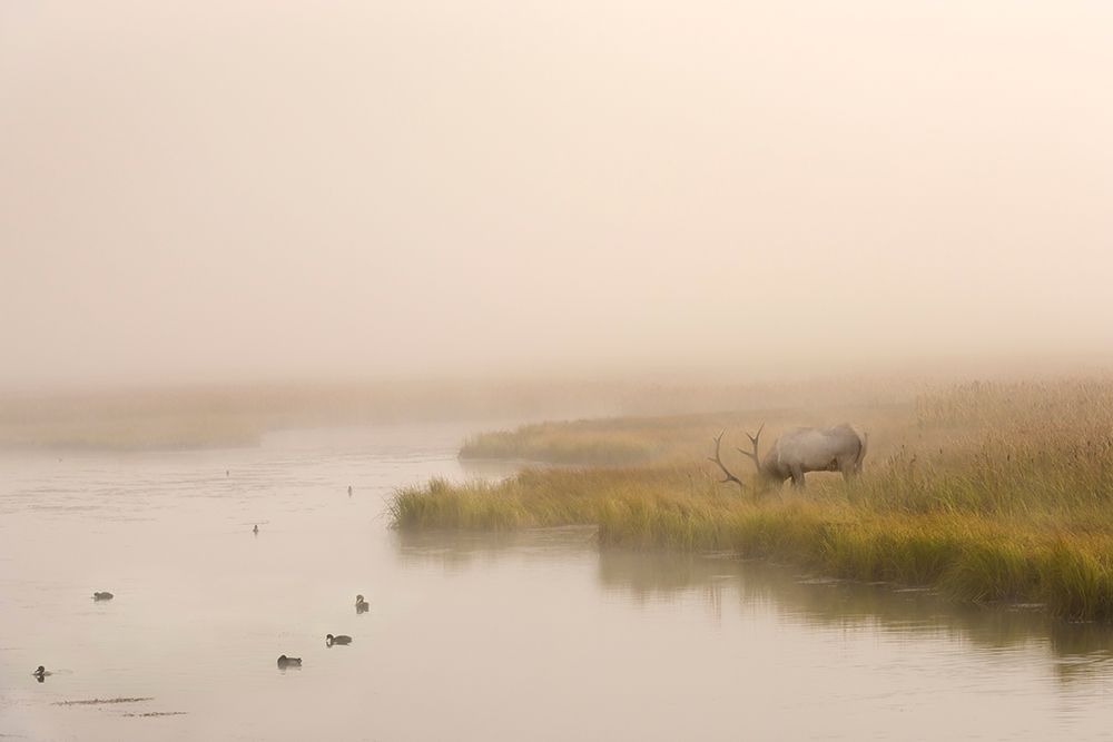Art Print: Breakfast in Paridise